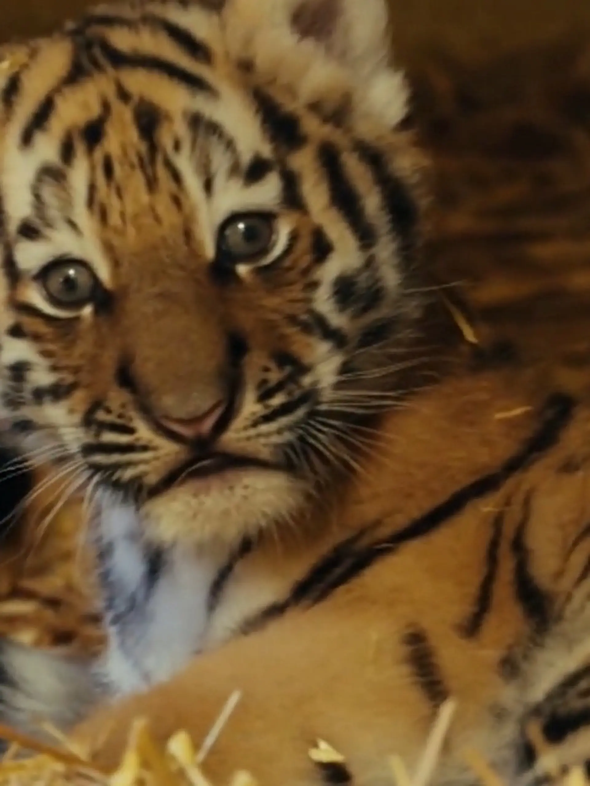 Bild zu: "Nur noch wenige ihrer Art! Seltenste Tigerbabys der Welt geboren"