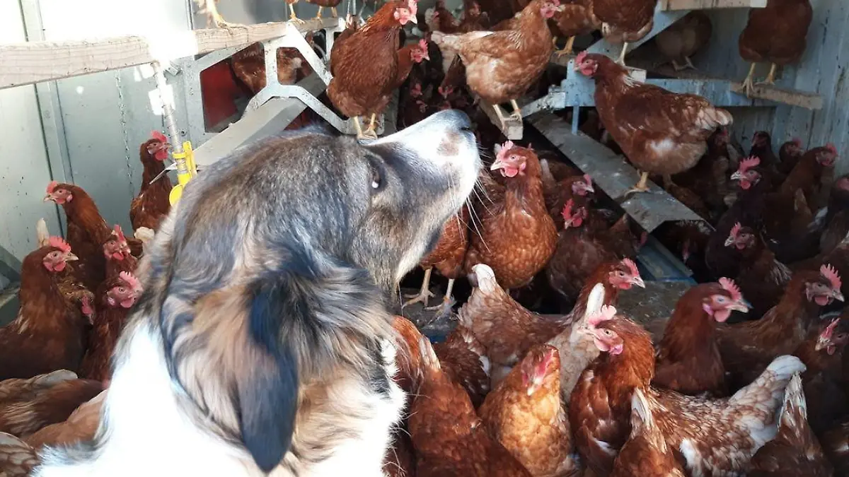 Familie Götting aus Uetze wurden 60 Legehennen gestohlen.. Auch Hund Ella bemerkte nichts.