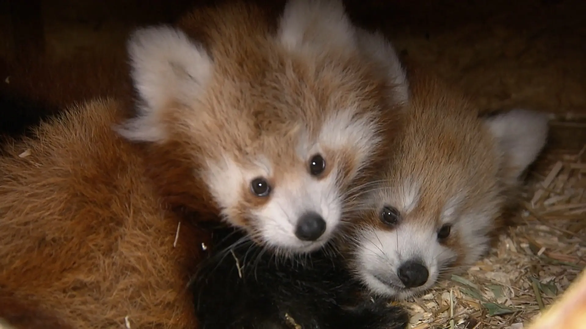 Panda-Nachwuchs in Kleve Süßes Highlight im Tiergarten