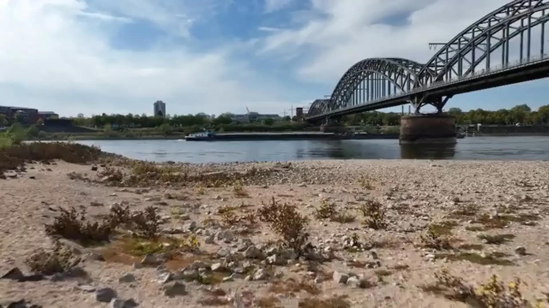 Folgen des Niedrigwassers im Rhein Pegel in Köln bei rund 40 Zentimetern