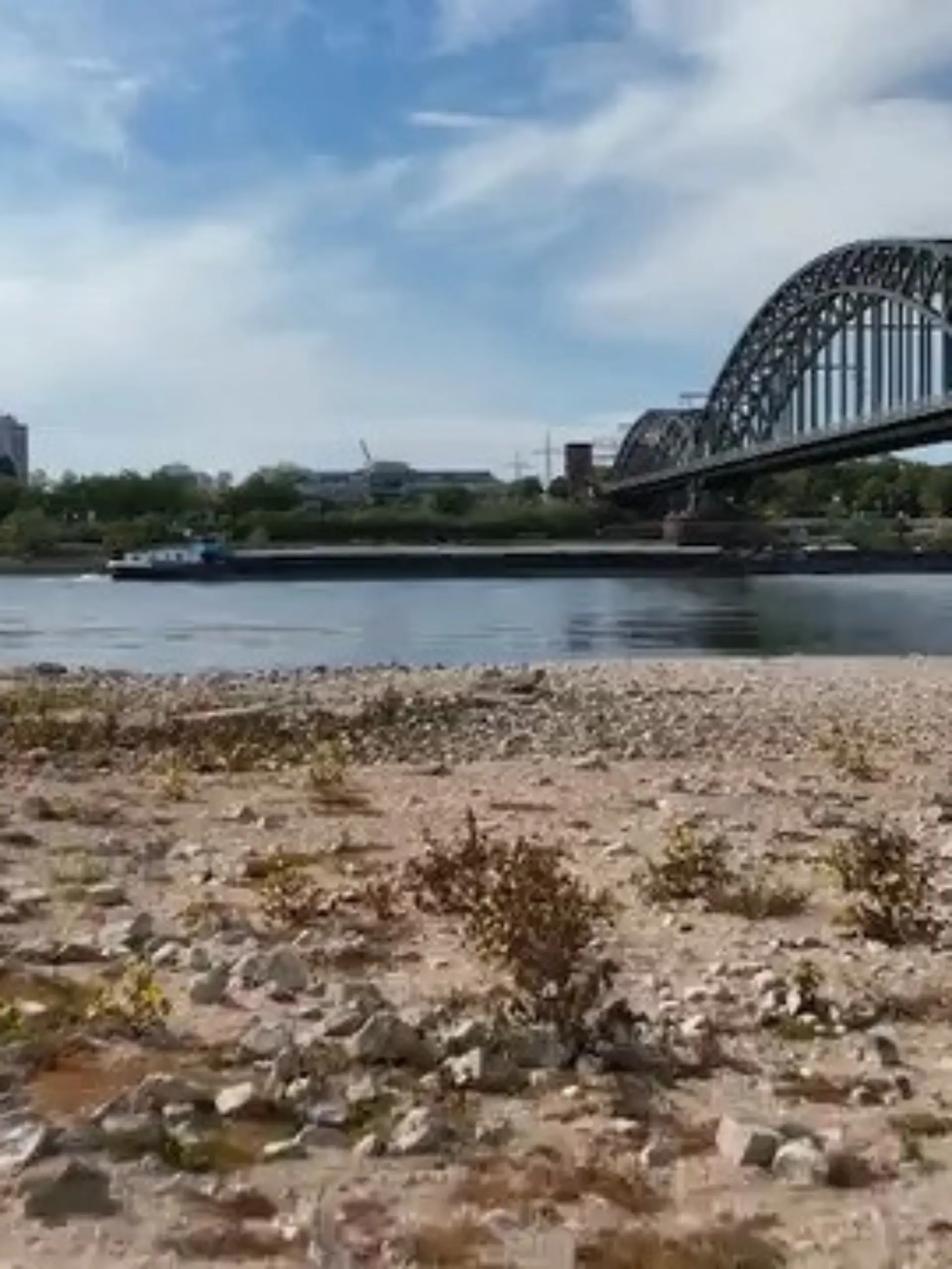 Bild zu: "Folgen des Niedrigwassers im Rhein"