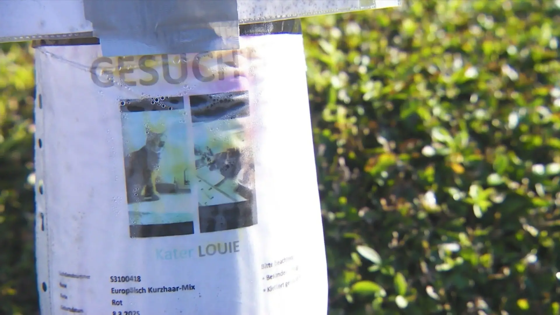 Mindestens 14 Katzen in Göttingen spurlos verschwunden Treibt hier ein Katzen-Hasser sein Unwesen?