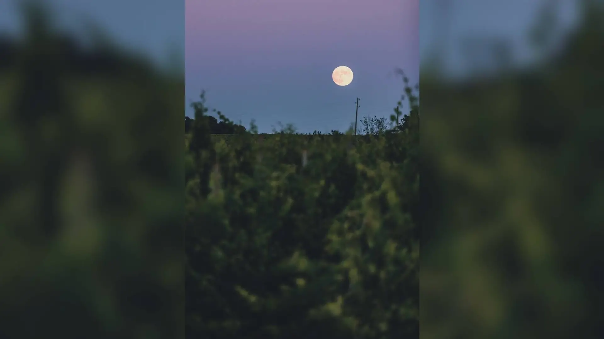 Vollmond, Weinberge, Reben, Weinmnd, Erntemond.