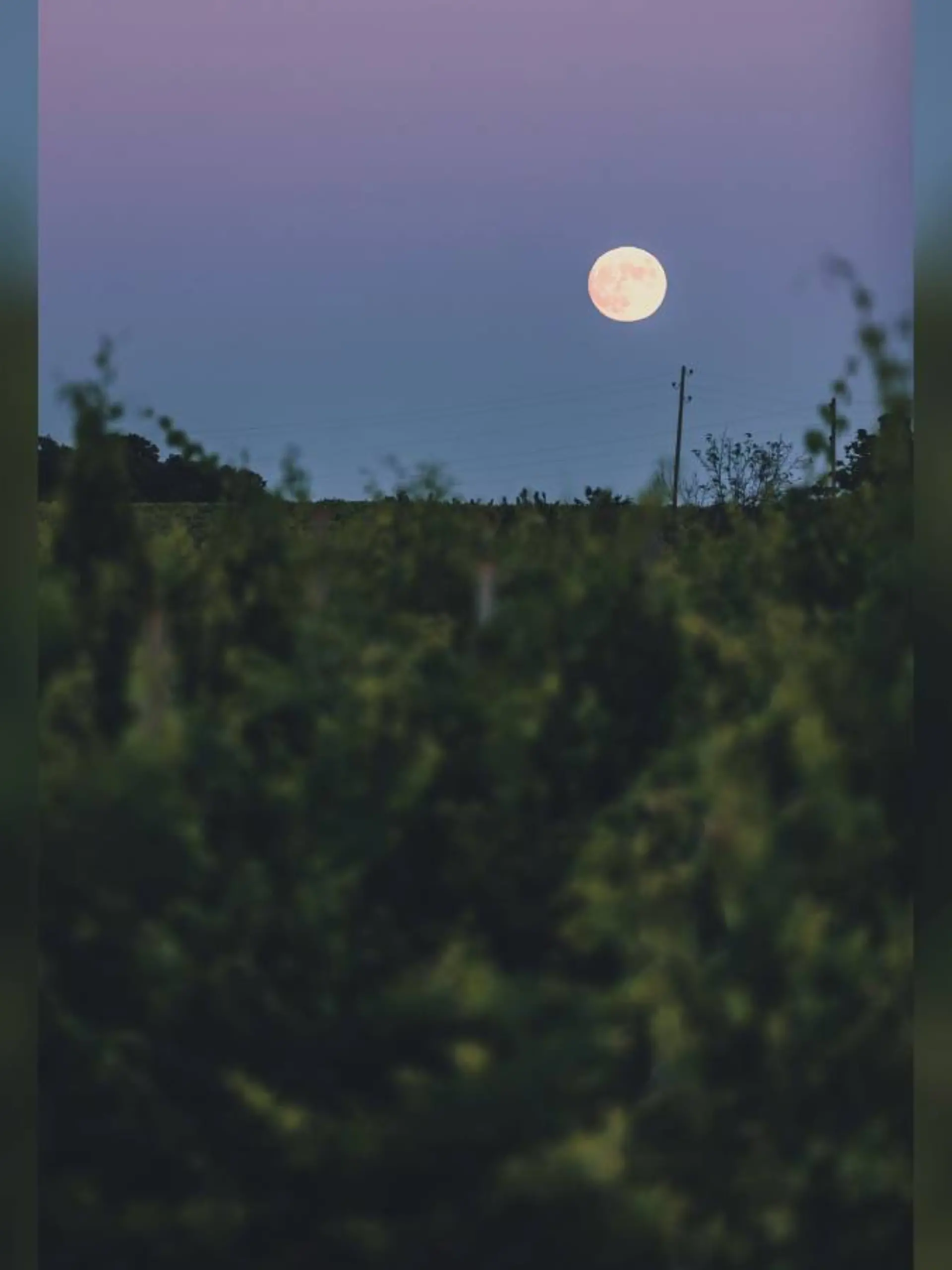 Vollmond, Weinberge, Reben, Weinmnd, Erntemond.
