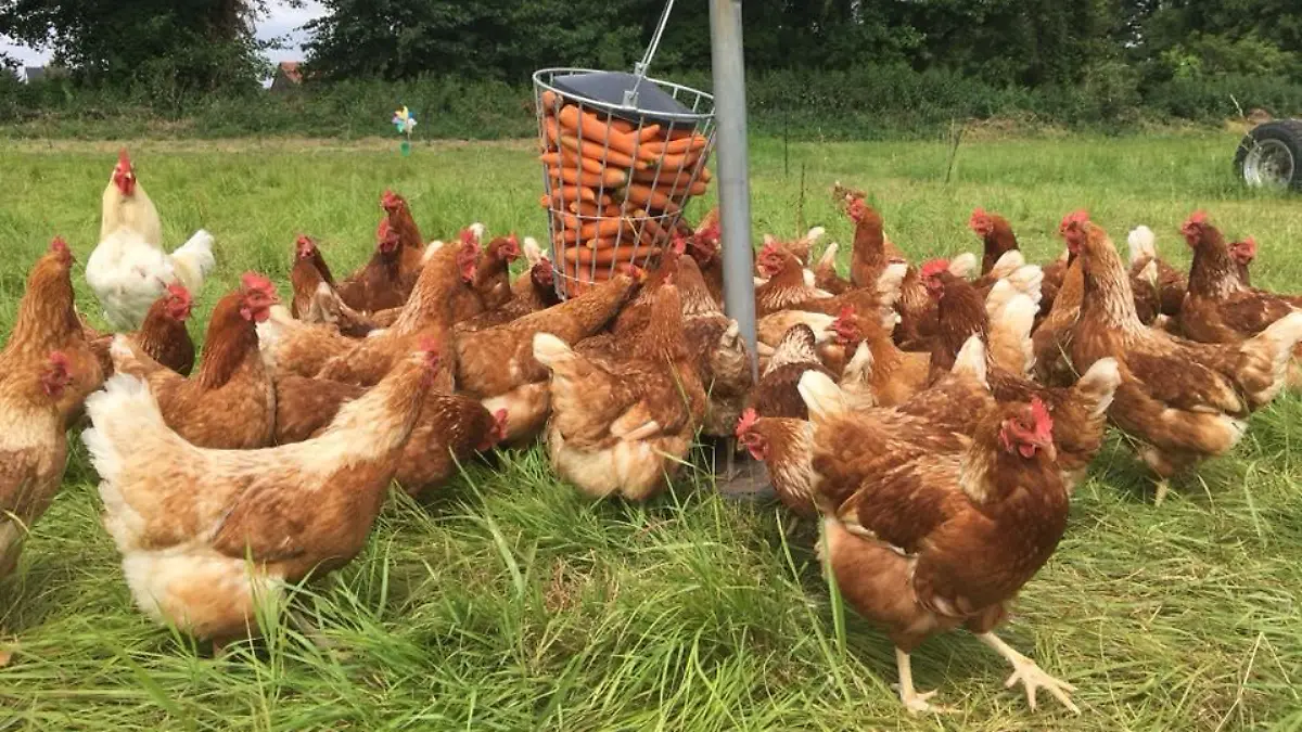 Familie Götting aus Uetze wurden 60 Legehennen gestohlen.