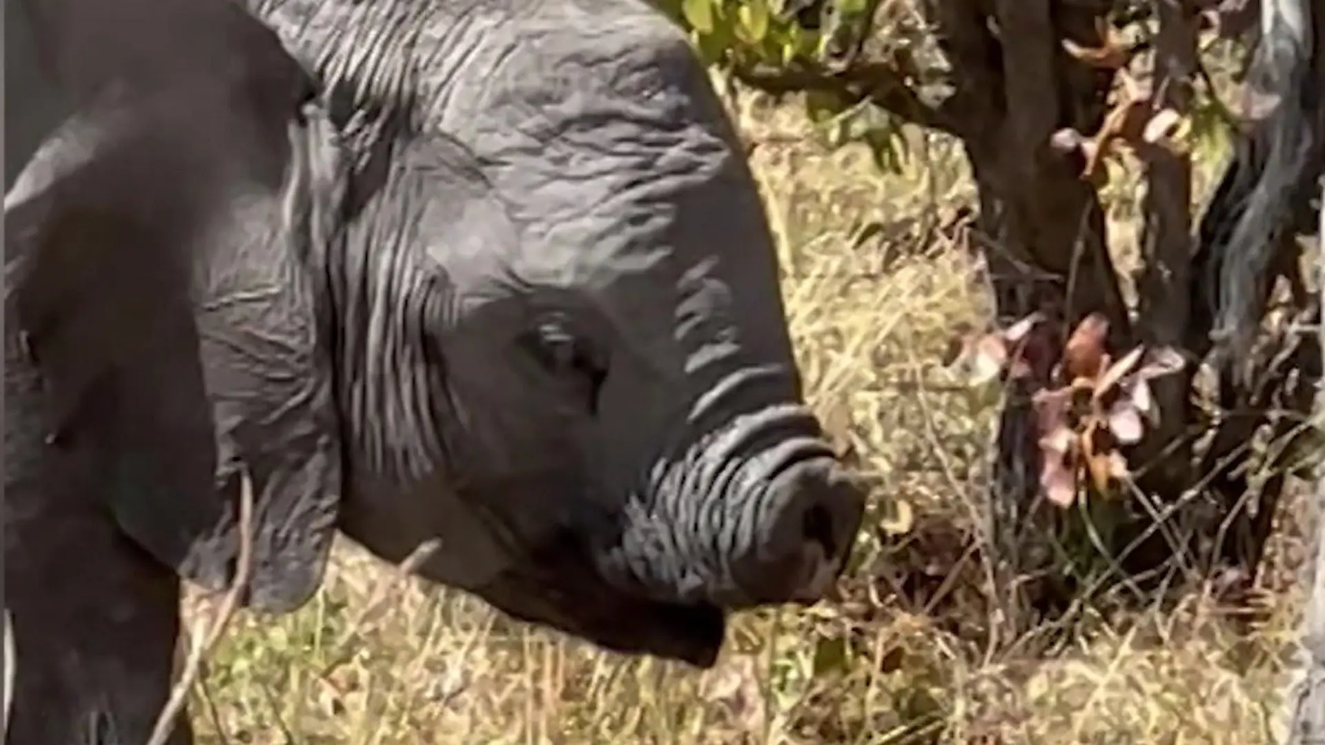 Ohne Rüssel durch die Wildnis! DIESER kleine Elefant ist eine echte Sensation Erstaunliche Entdeckung von Safari-Gruppe