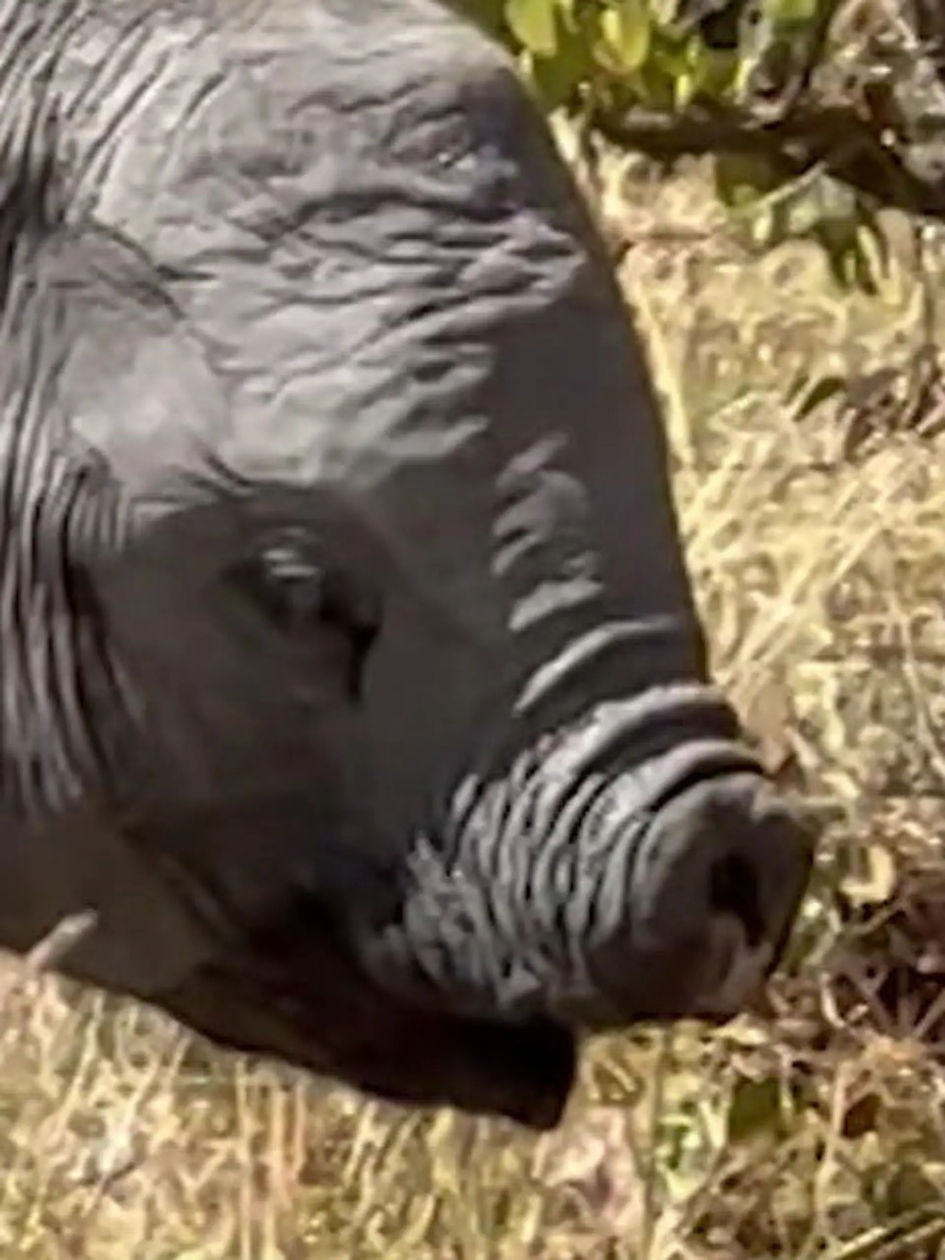 Bild zu: "Ohne Rüssel durch die Wildnis! DIESER kleine Elefant ist eine echte Sensation"