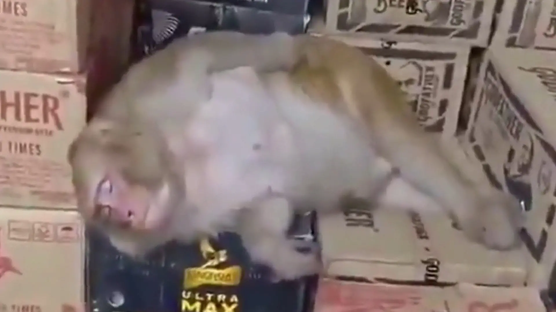 Mama im Rausch! Schwangerer Affe betrunken beim Wodka-Klau erwischt Zu tief in die Flasche geschaut?