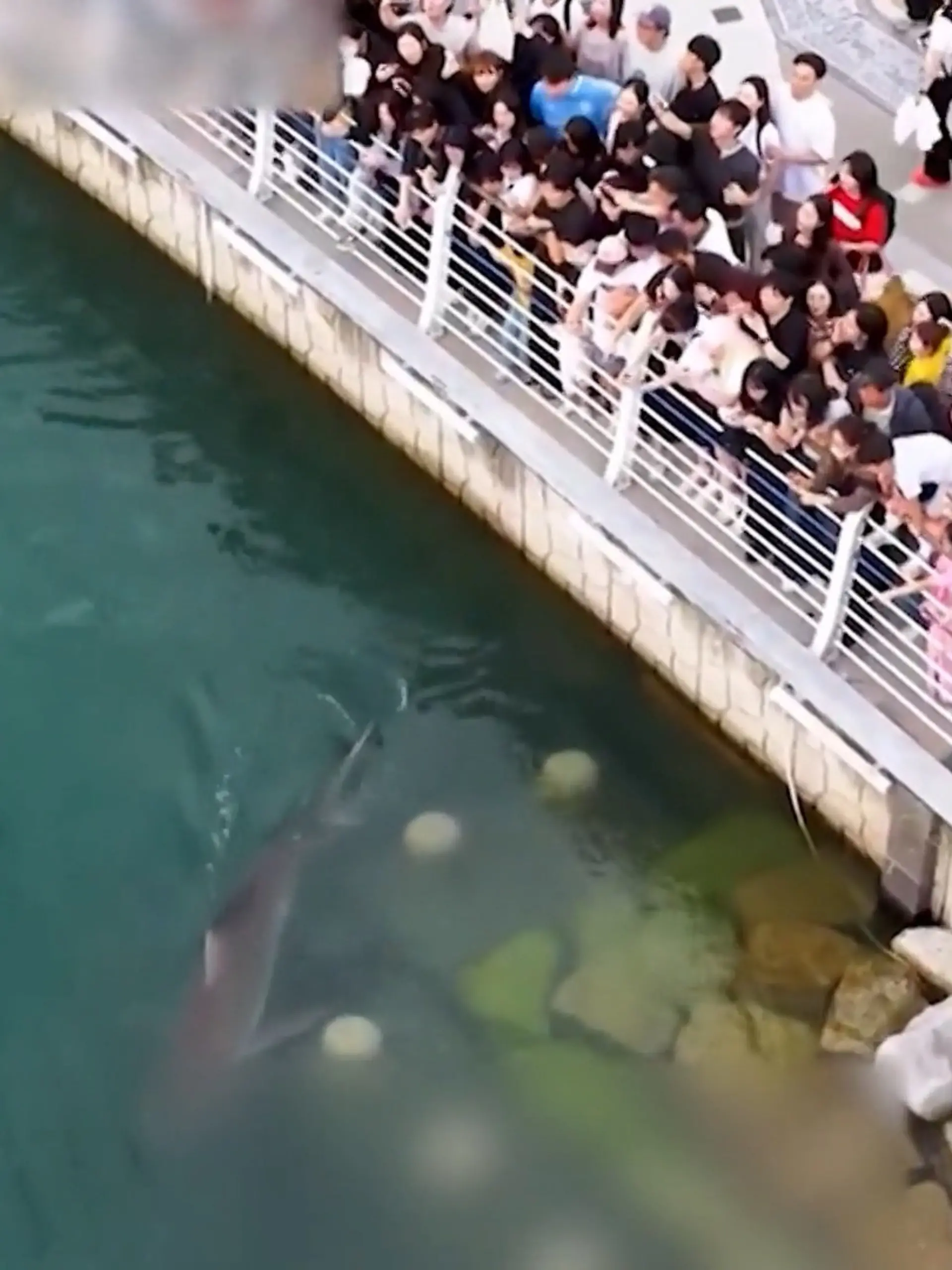 Bild zu: "Hai verirrt sich in Metropole! 600.000 Menschen wollen DIESEN Raubfisch sehen "