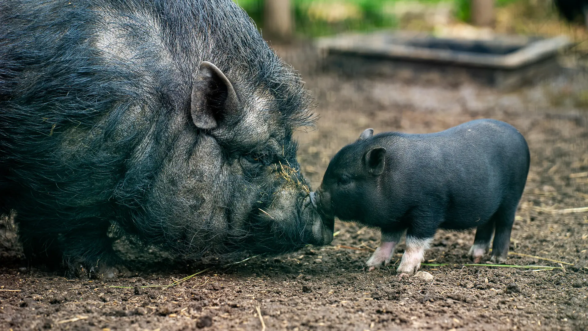 Pot-bellied pig and piglet touching noses outdoors