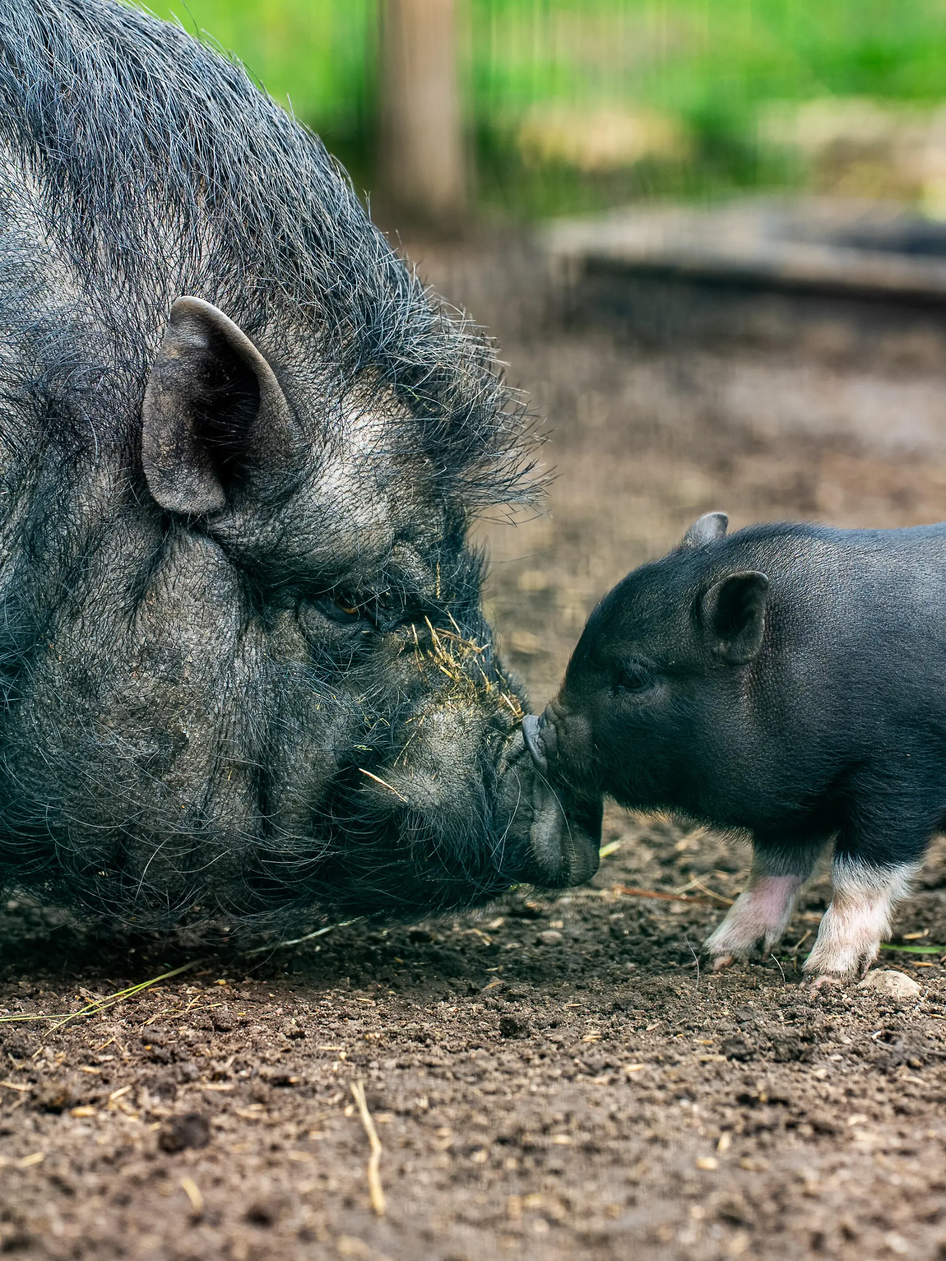 Pot-bellied pig and piglet touching noses outdoors