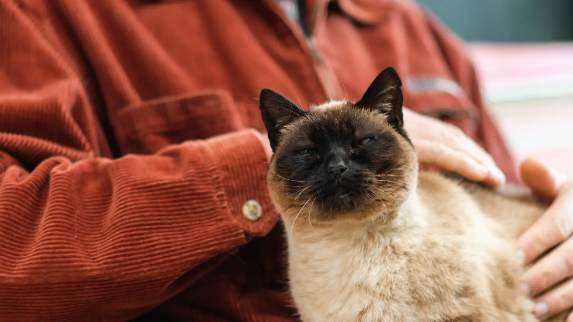 Älterer Mann, der sich zu Hause entspannt und die Siamkatze auf seinem Schoß streichelt – Stockfotografie
