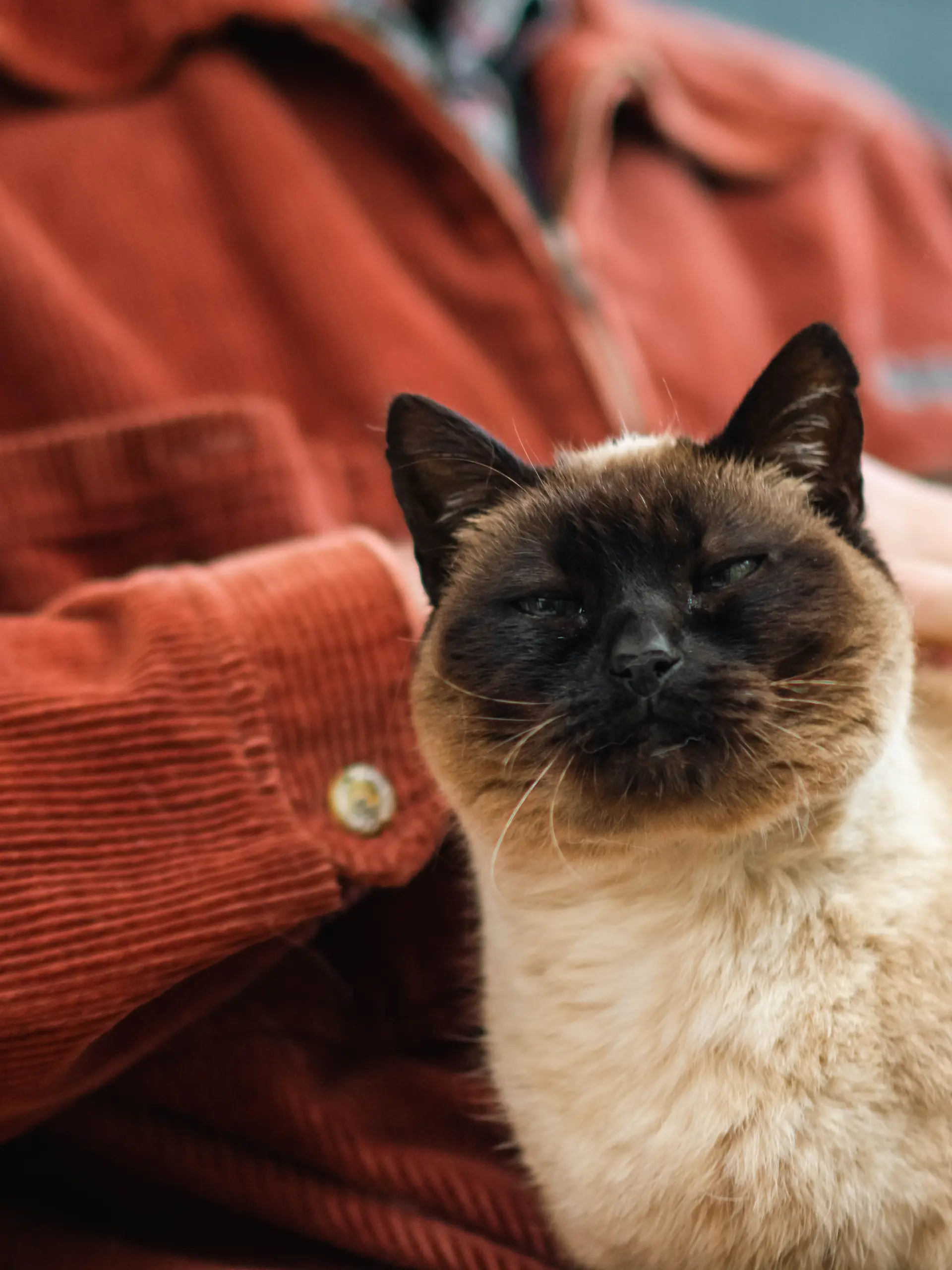Älterer Mann, der sich zu Hause entspannt und die Siamkatze auf seinem Schoß streichelt – Stockfotografie