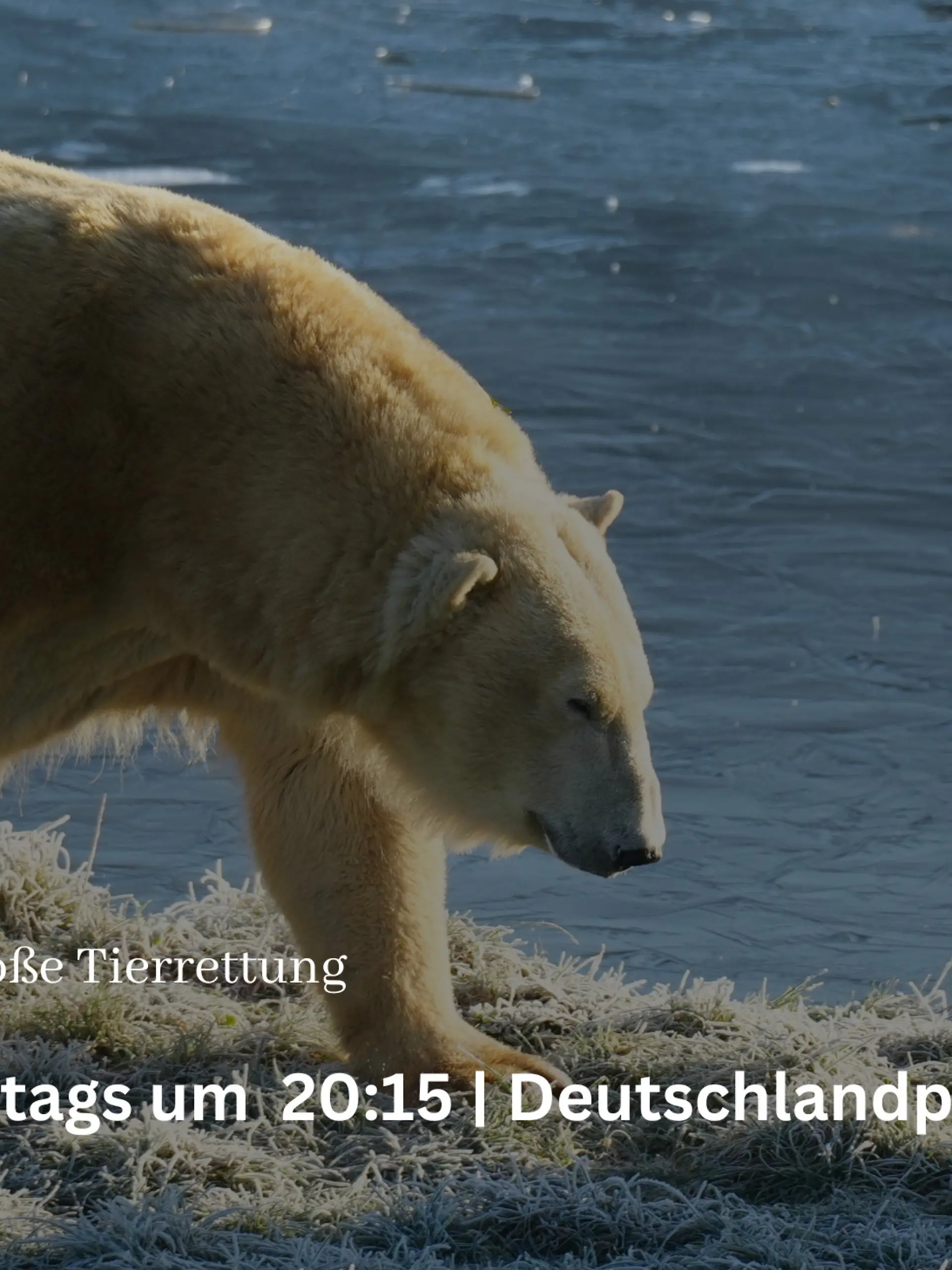 Bild zu: "Jimmy Dohertys grosse Tierrettung"