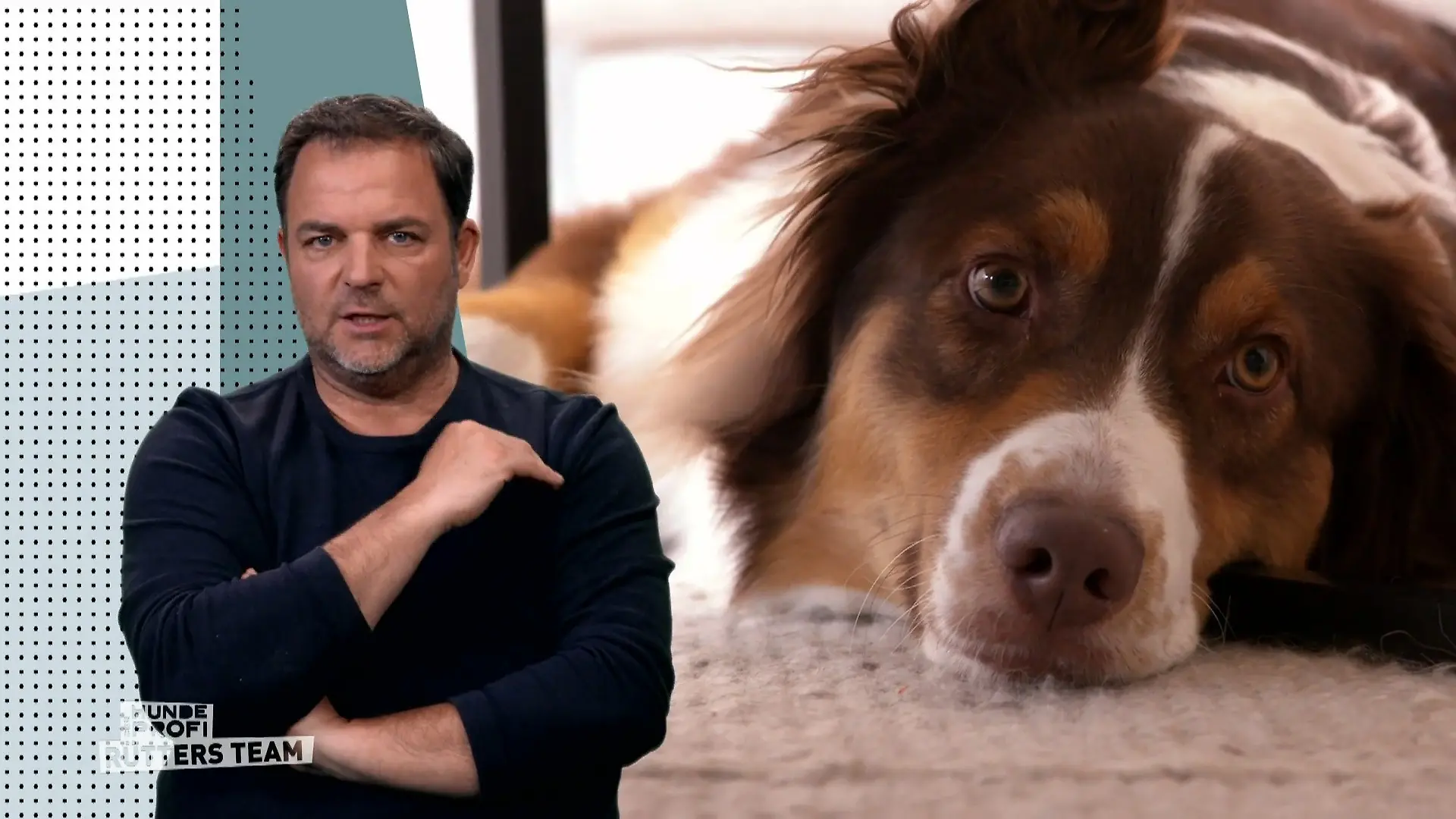 Rudi hat Angst vor jedem Geräusch Durch Silvestererlebnis