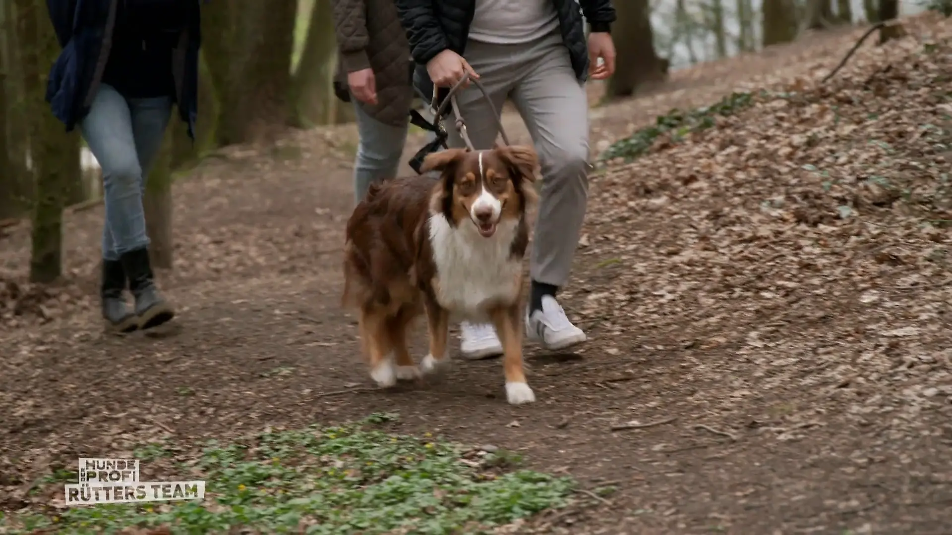 Wie reagiert der verängstigte Australian Shepherd im Wald? Der Test mit Rudi