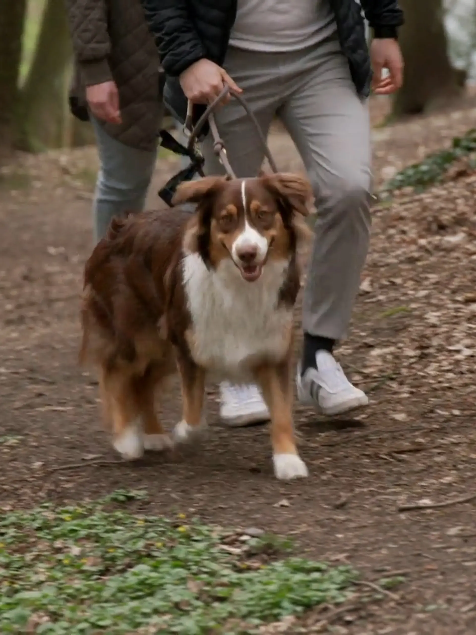 Bild zu: "Wie reagiert der verängstigte Australian Shepherd im Wald?"