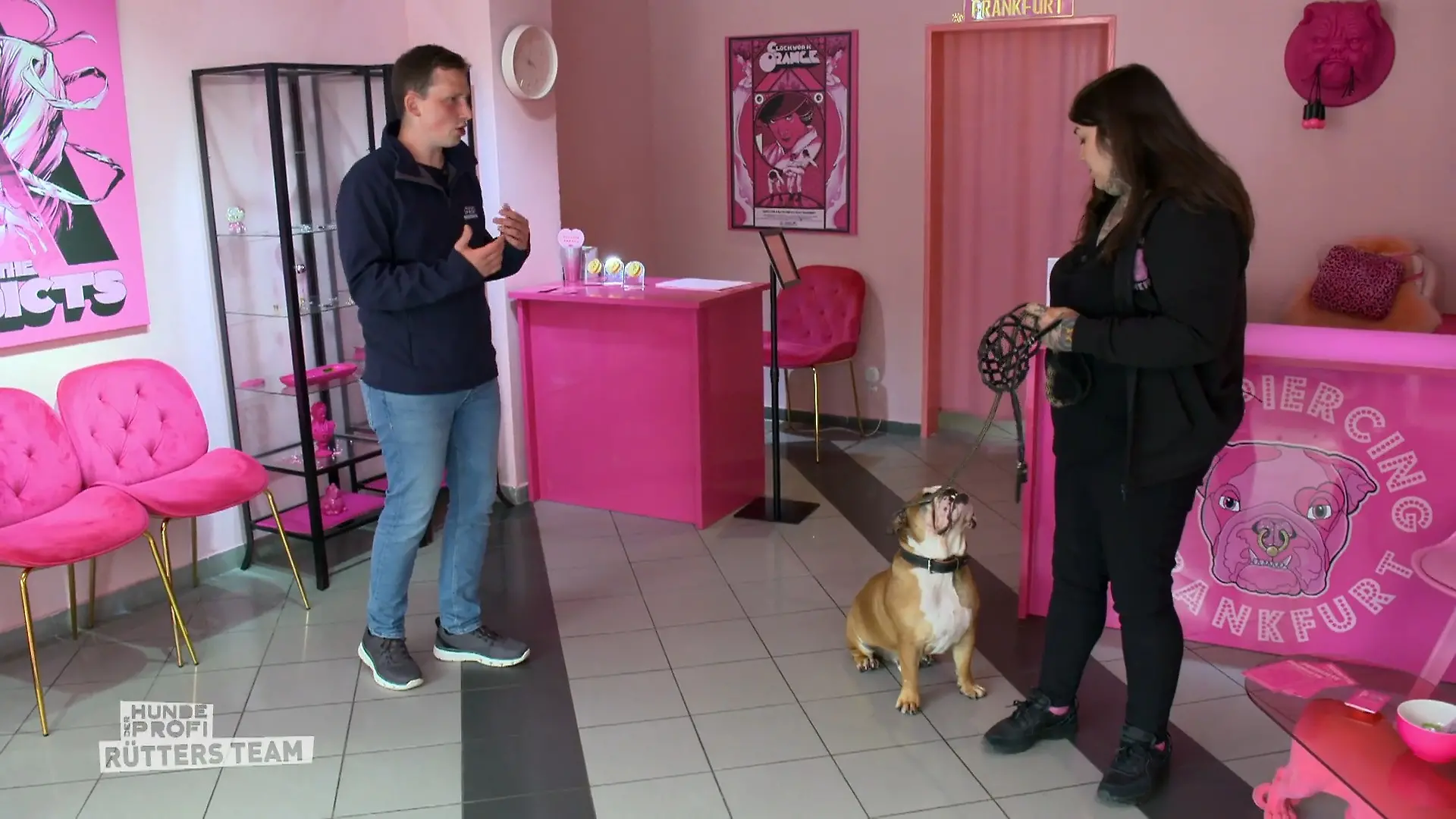 Bleibt Bulldogge Hansi beim Kundenbesuch endlich ruhig? Die Stunde der Wahrheit