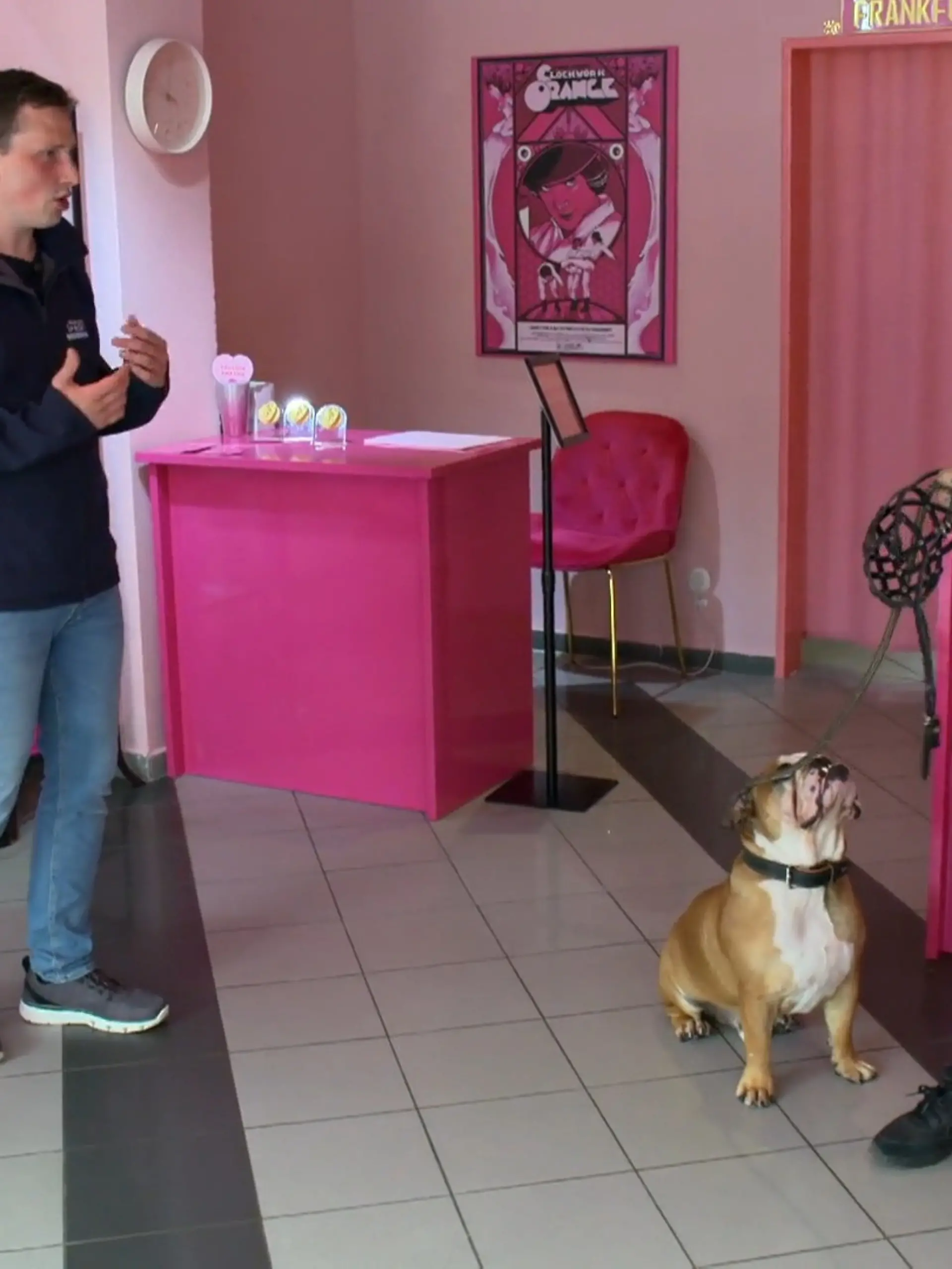 Bild zu: "Bleibt Bulldogge Hansi beim Kundenbesuch endlich ruhig?"