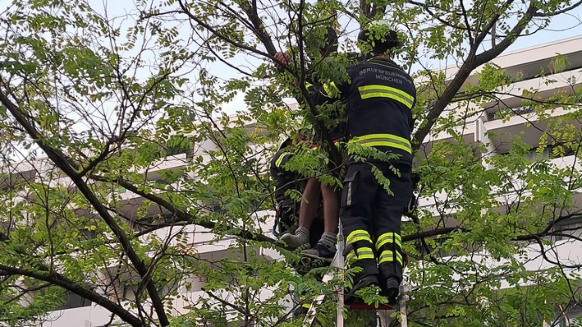 Kurioser Notruf am Donnerstagmorgen (1. Oktober 2026) bei der Feuerwehr München: Ein Mann hat sich in circa fünf Metern Höhe in einer Astgabel eines Baumes verfangen und mehrere Stunden in dieser misslichen Lage verweilen müssen.