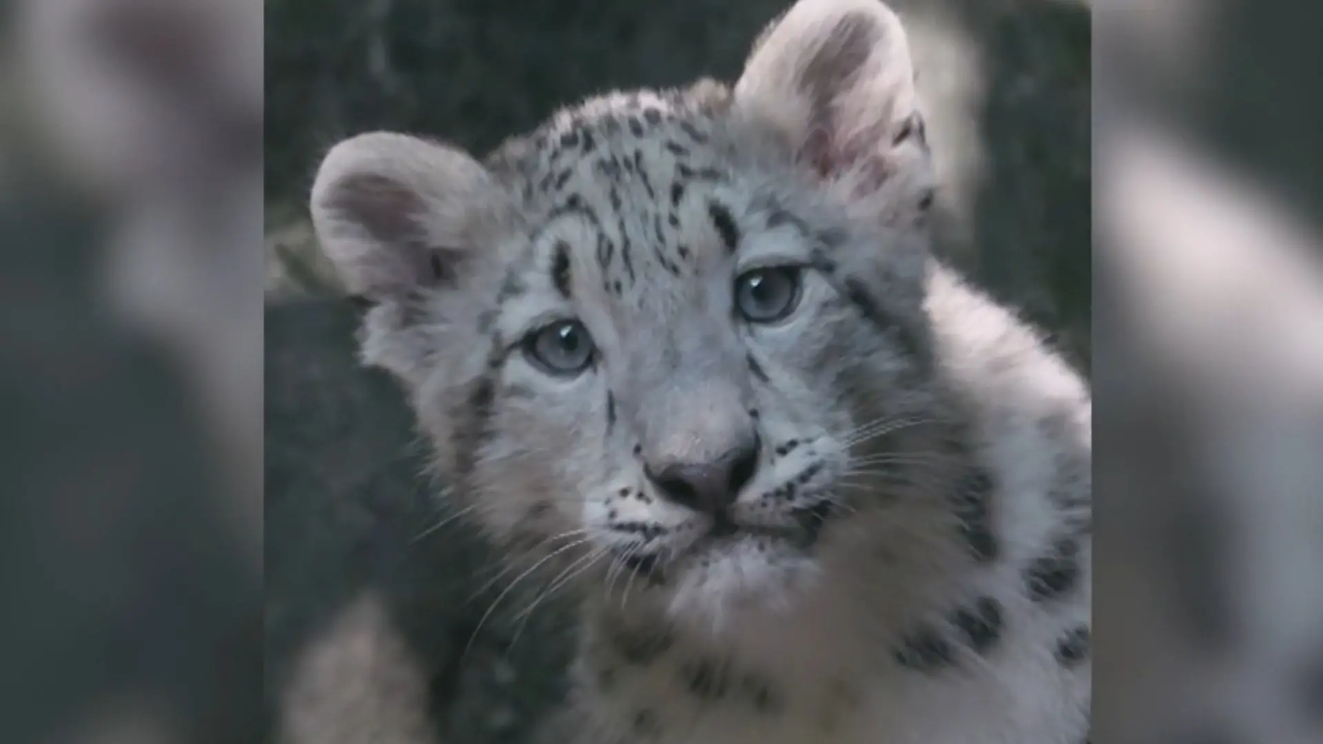 Sensations-Geburt im Zoo! Dieses seltene Schnee-Baby lässt alle dahinschmelzen Art vom Aussterben bedroht
