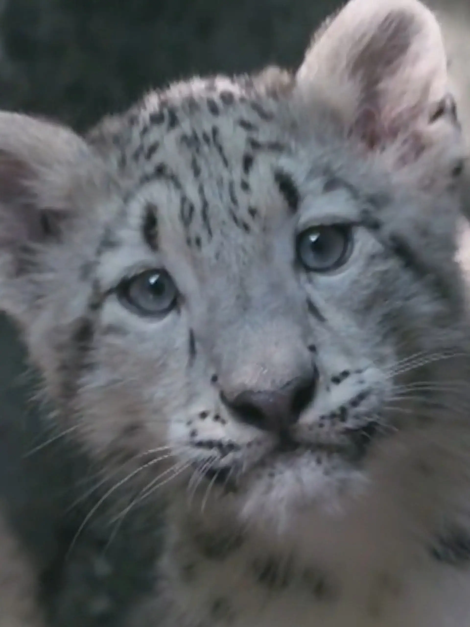 Bild zu: "Sensations-Geburt im Zoo! Dieses seltene Schnee-Baby lässt alle dahinschmelzen"