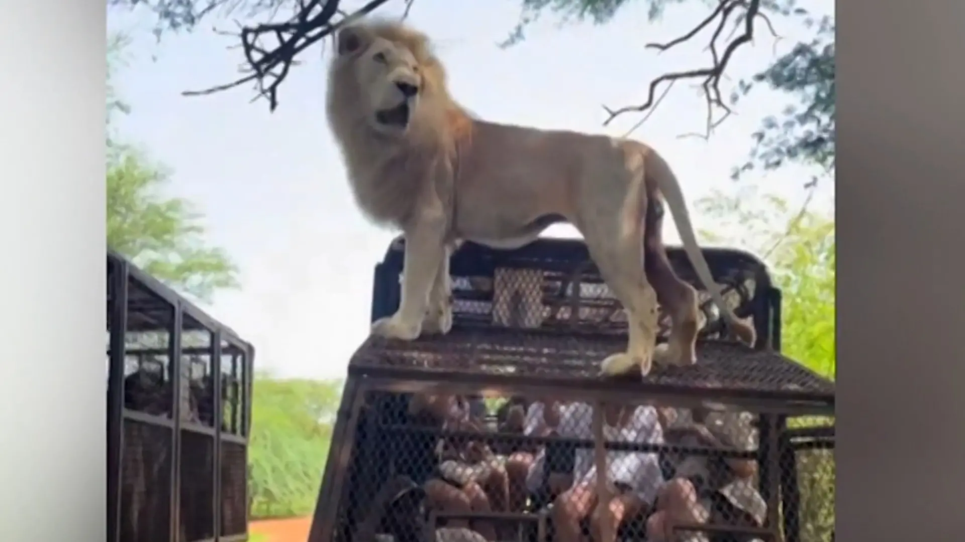 Auf sie mit Gebrüll! Löwe steht plötzlich auf Safari-Jeep  Das ist SEIN Revier!