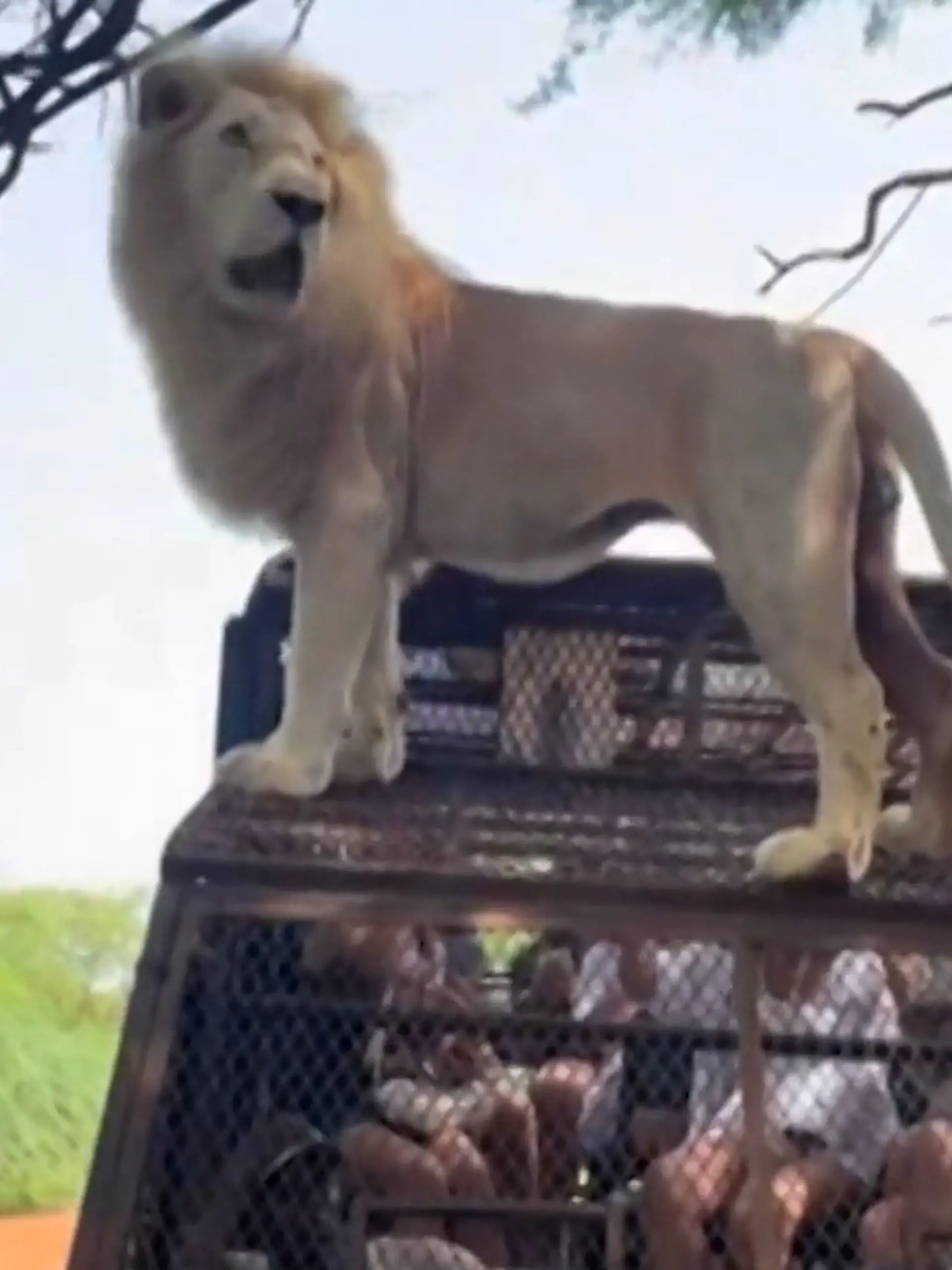 Bild zu: "Auf sie mit Gebrüll! Löwe steht plötzlich auf Safari-Jeep "