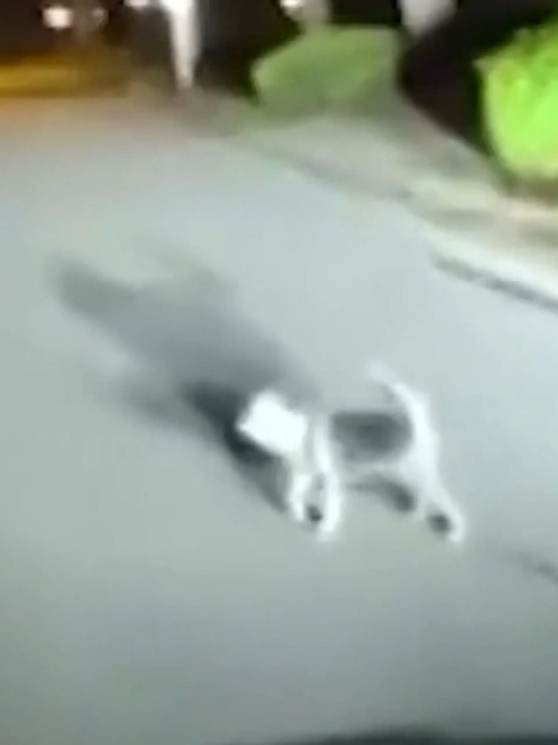 Bild zu: "Herrchen in Not! Hund alarmiert Einsatzkräfte – indem er DAS macht"