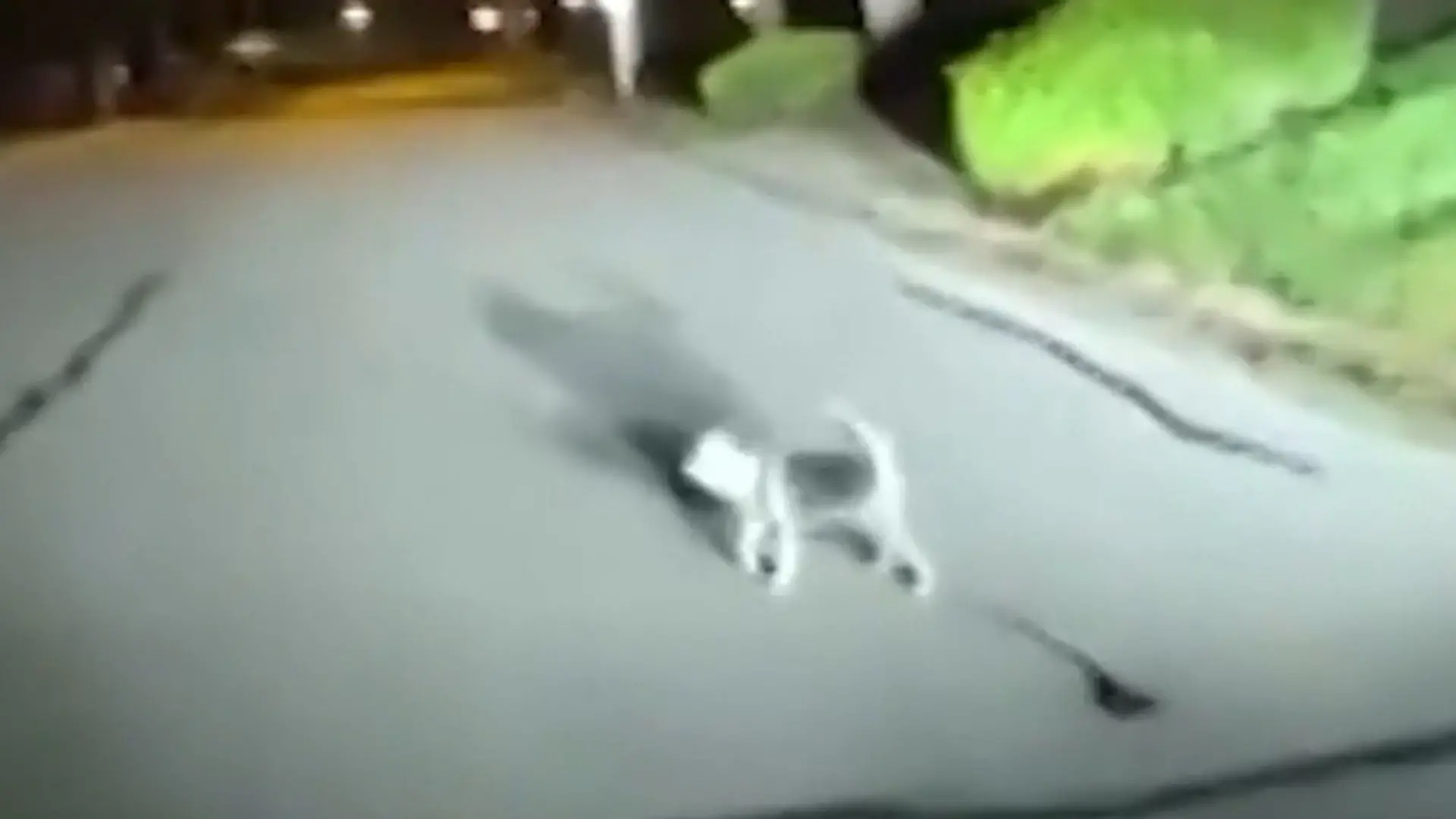 Herrchen in Not! Hund alarmiert Einsatzkräfte – indem er DAS macht Heldenhafter Vierbeiner