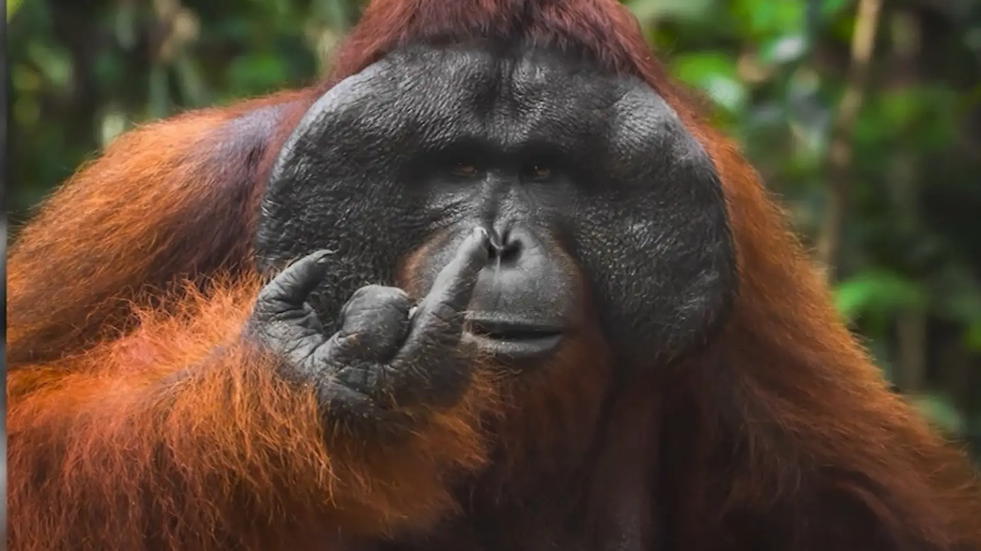 Frech, witzig und wild! DAS sind die lustigsten Tierfotos des Jahres Finalisten der Comedy Wildlife Awards