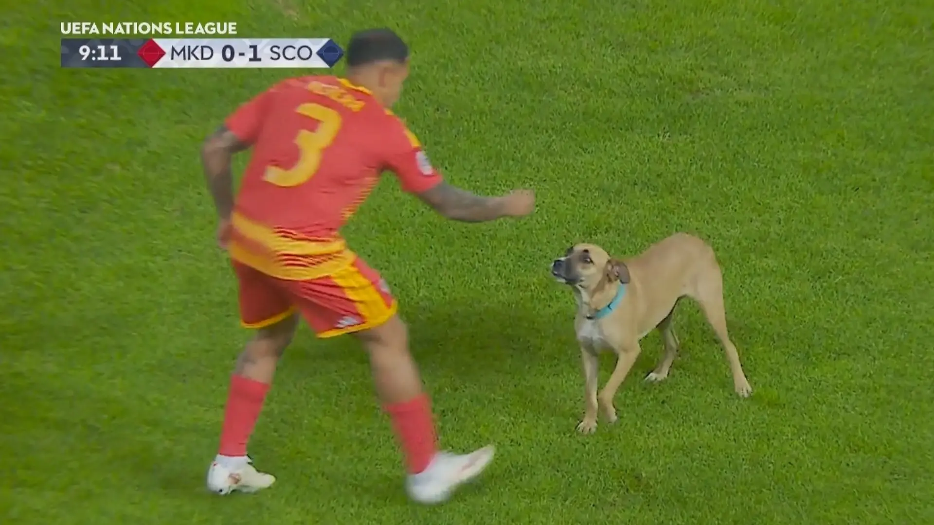 ER ist plötzlich der heimliche Star auf dem Platz Tierischer Flitzer in der Nations League