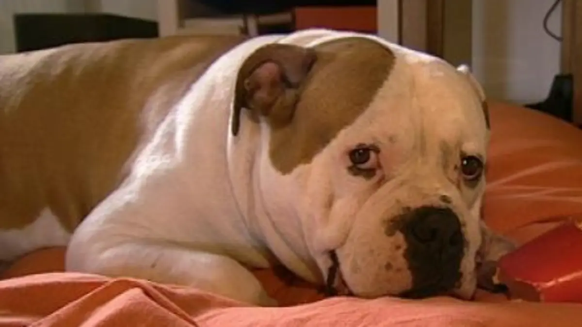 Amerikanische Bulldogge 1