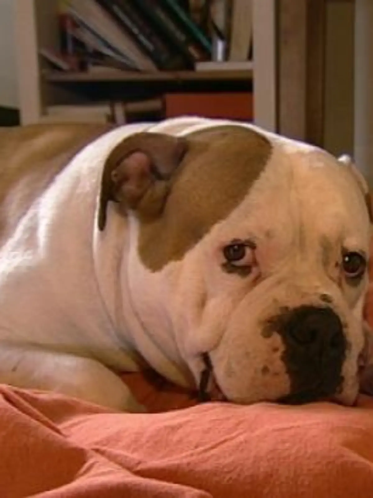 Amerikanische Bulldogge 1
