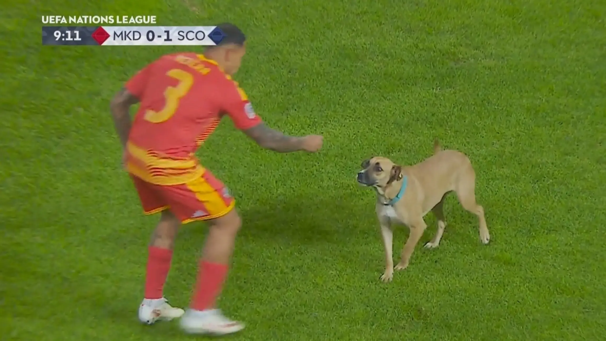ER ist plötzlich der heimliche Star auf dem Platz Tierischer Flitzer in der Nations League