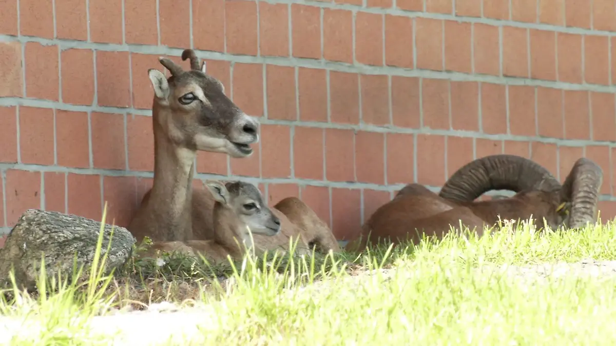 Seit der Geburt des kleines Mufflons, machen es sich die Drei auf einem Hof in Kaaks gemütlich.