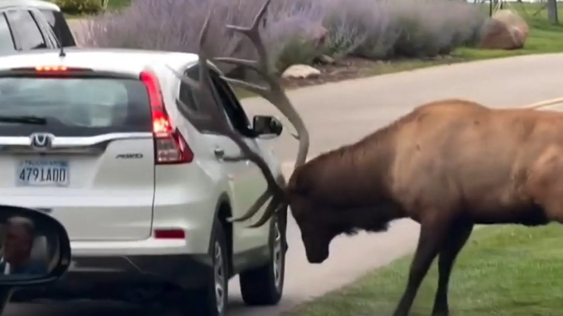 Bild von Bockig in der Paarungszeit! Hirsch rammt Geweih in Touri-Auto 