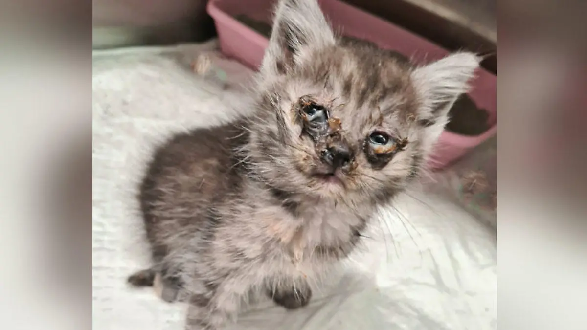 Starker Katzenschnupfen, eine ausgeprägte Augenentzündung, sowie Parasiten und starkes Untergewicht haben das Katzenkind sehr geschwächt, schreibt das Tierheim Mühlhausen.
