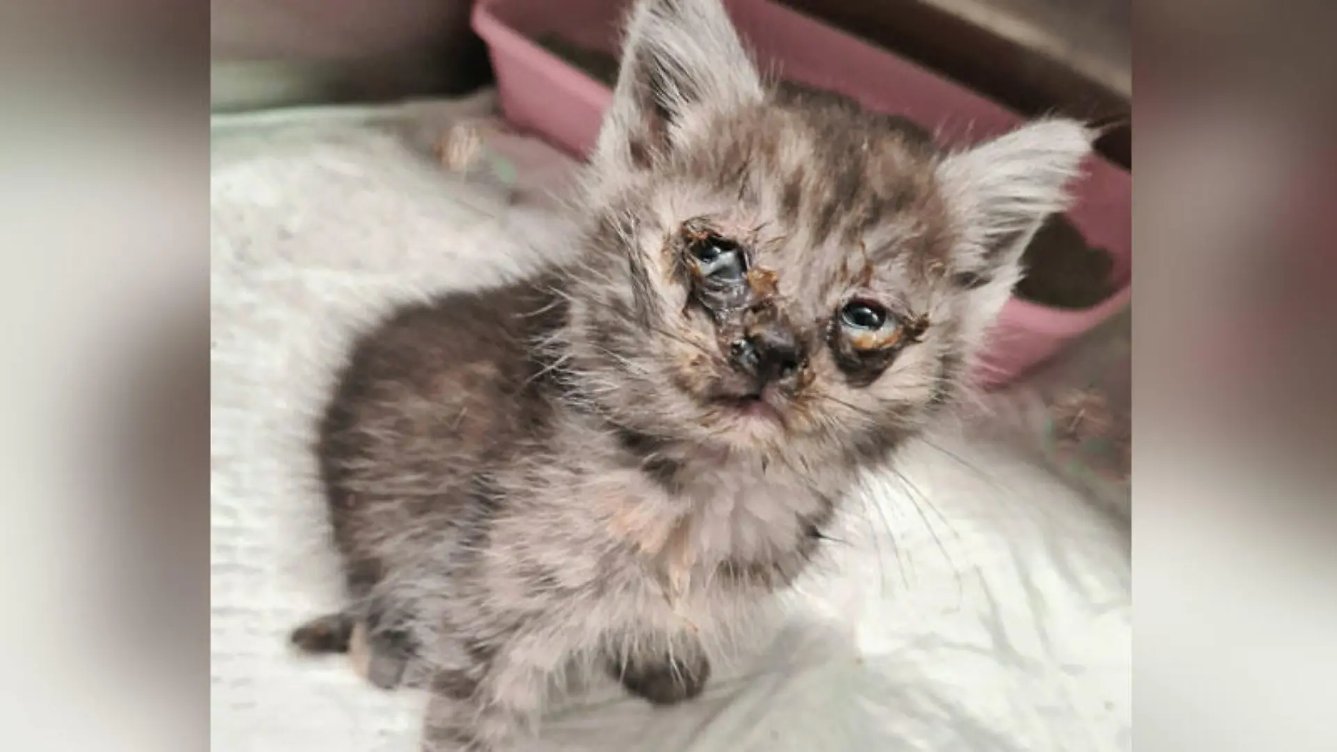 Starker Katzenschnupfen, eine ausgeprägte Augenentzündung, sowie Parasiten und starkes Untergewicht haben das Katzenkind sehr geschwächt, schreibt das Tierheim Mühlhausen.
