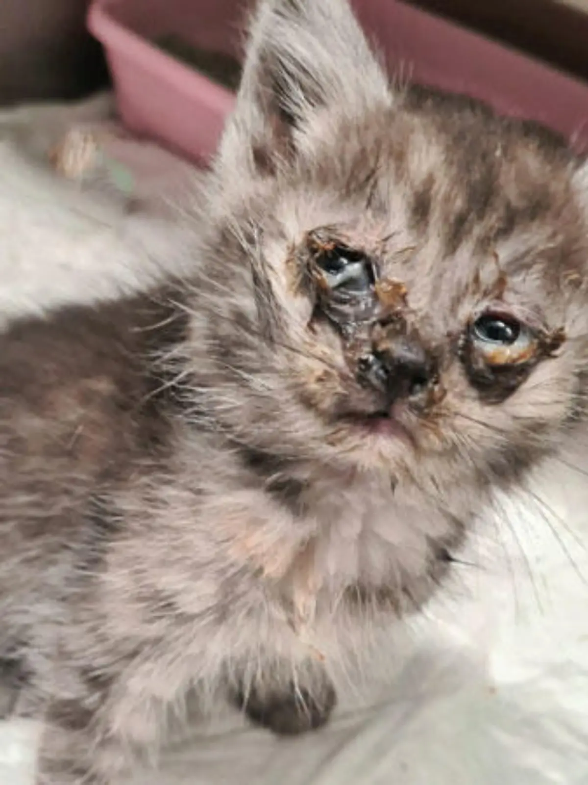 Starker Katzenschnupfen, eine ausgeprägte Augenentzündung, sowie Parasiten und starkes Untergewicht haben das Katzenkind sehr geschwächt, schreibt das Tierheim Mühlhausen.