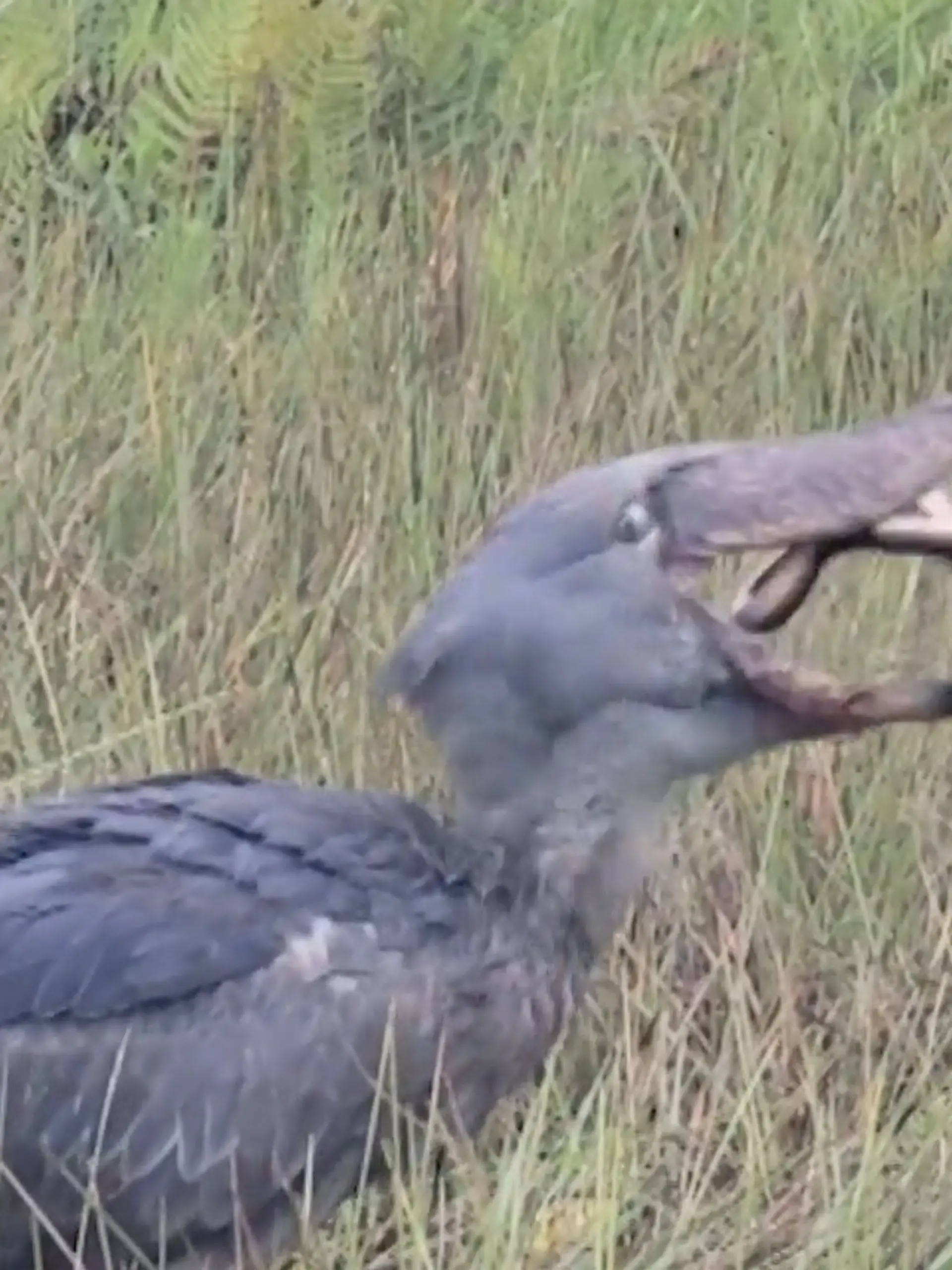 Bild zu: "Riesiger Dino-Vogel verschlingt Schlange – in einem Stück!"