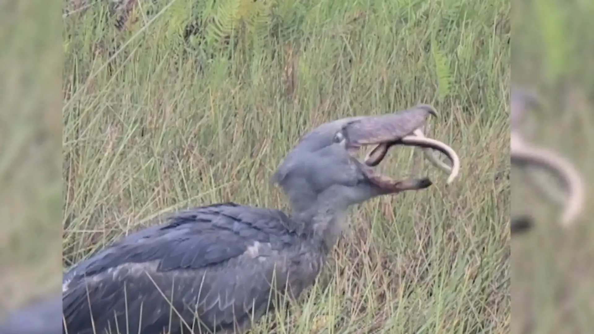 Riesiger Dino-Vogel verschlingt Schlange – in einem Stück! Touristen erleben minutenlangen Todeskampf