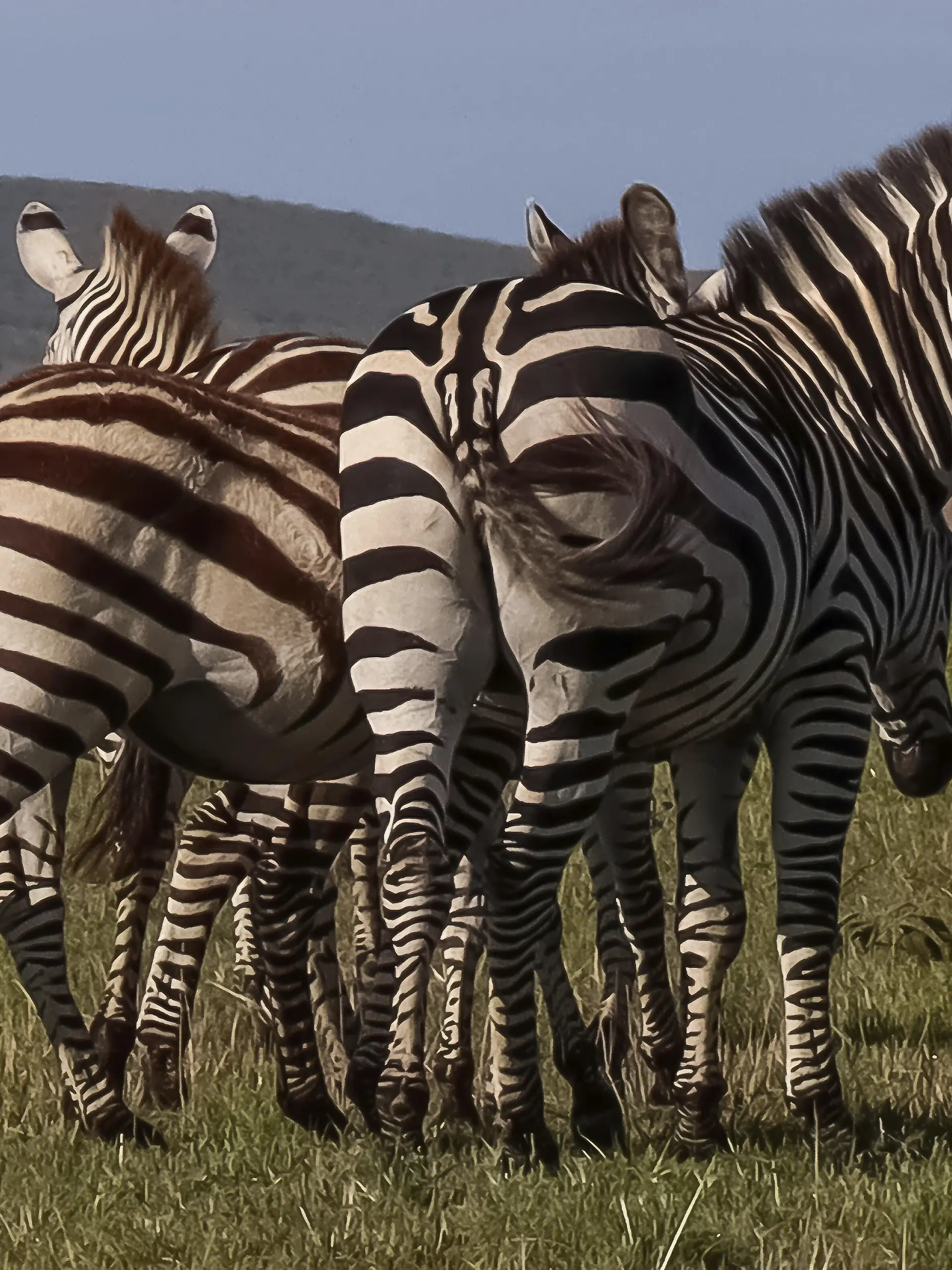Zebras grasen friedlich in der riesigen afrikanischen Savanne und zeigen ihre markanten Streifen und ihren natürlichen Lebensraum