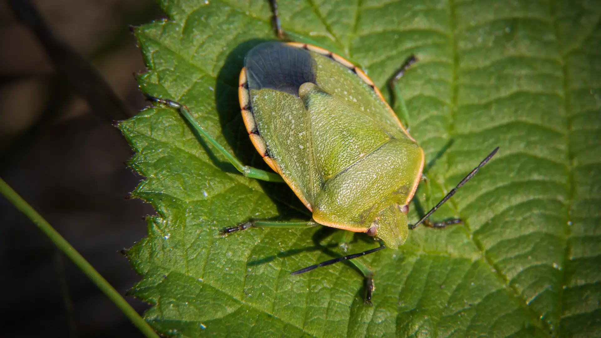 Eine Stinkwanze auf einem Blatt: Wenn es den Insekten im Herbst zu kalt wird, verkriechen sie sich in menschliche Behausungen.