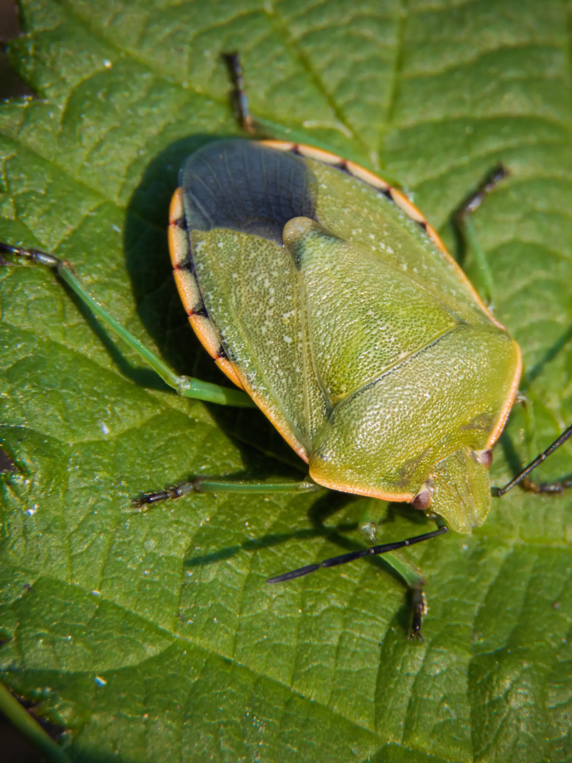 Eine Stinkwanze auf einem Blatt: Wenn es den Insekten im Herbst zu kalt wird, verkriechen sie sich in menschliche Behausungen.