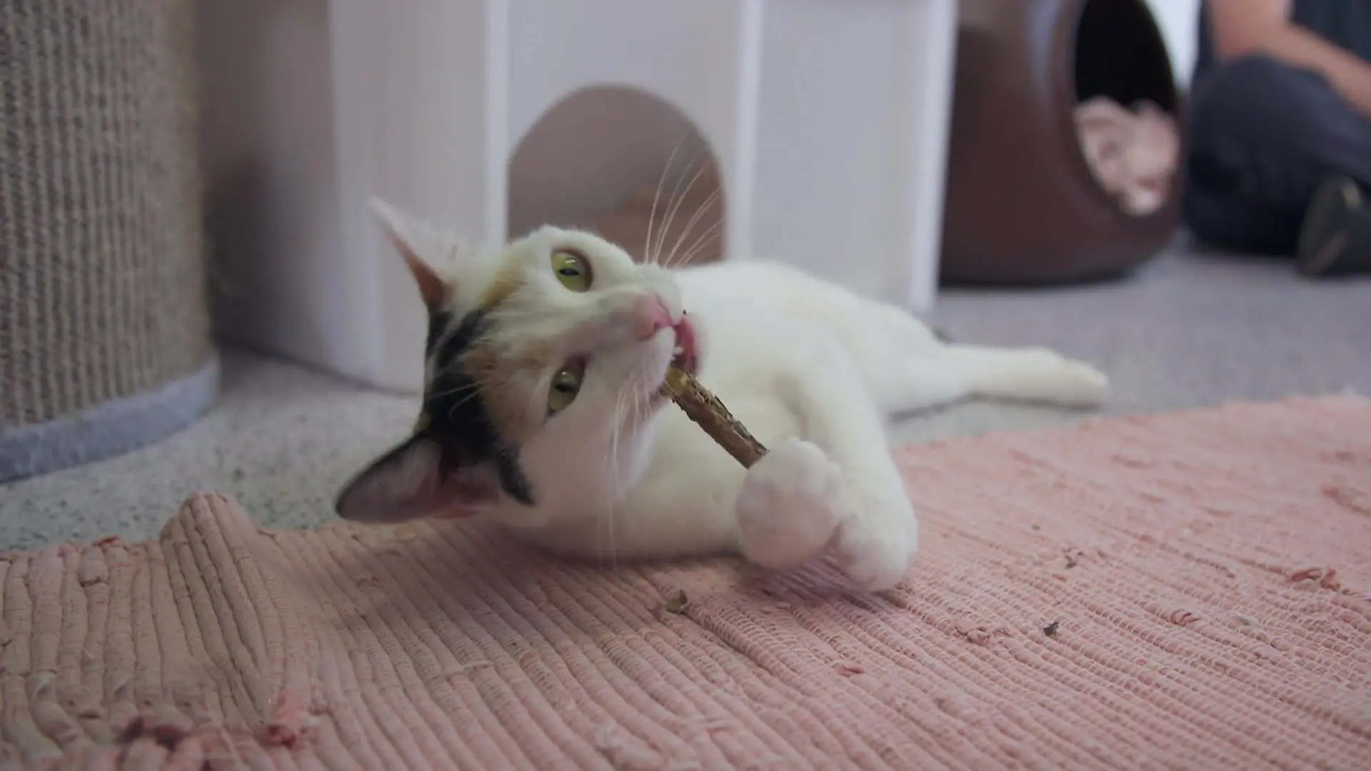 Müssen Katzen wirklich Zähne putzen?