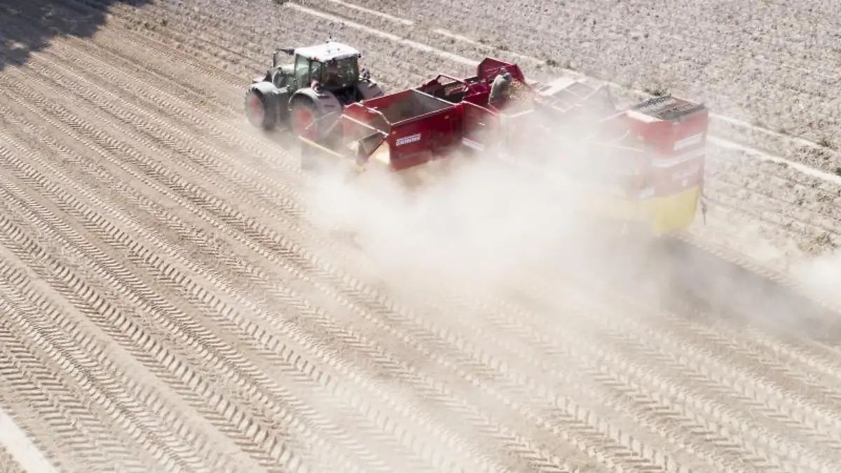 Ein Landwirt erntet Kartoffeln auf einem staubtrockenen Feld