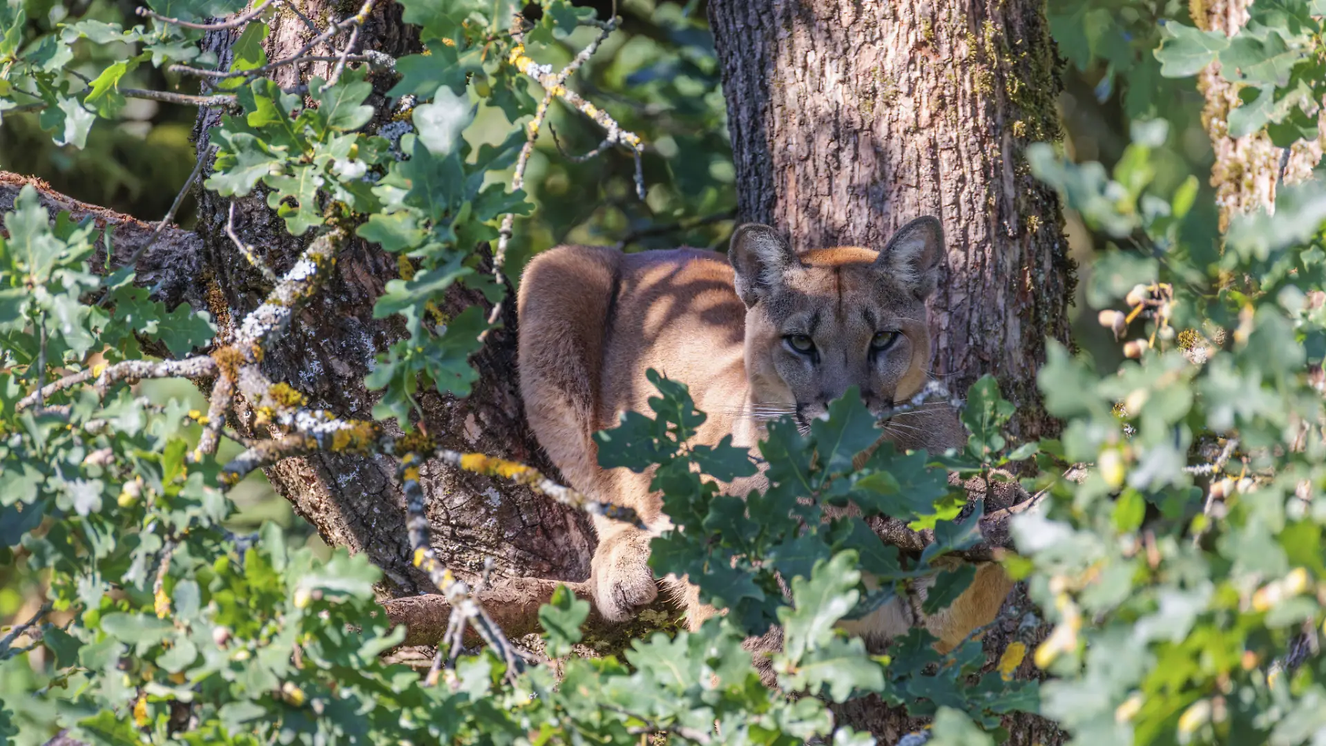 Puma in Oberding gesichtet? Landratsamt schlägt Alarm. (Symbolbild)