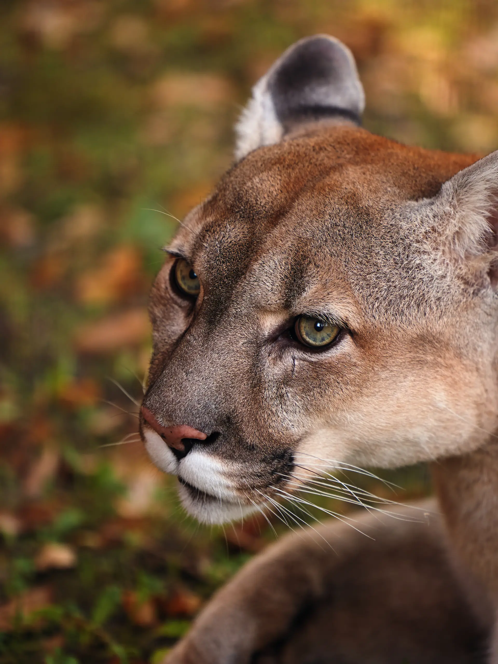 Portrait of Beautiful Puma in forest. American cougar - mountain lion. Wild cat in the autumn forest, scene in the Wild woods. Wildlife America. Predator's gaze. Cougar looks at the prey. xkwx puma cougar wild concolor america lion nature green cat mountain wildlife dangerous wood cute beautiful american animal background fur forest behavior big hunter carnivore cheetah close closeup portrait creature endangered eye face family fauna feline felis fierce grey habitat head mammal mexico montana muscle outdoor poised powerful predator rock
