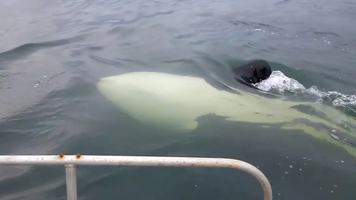 Orca Wale erschrecken Angler.jpg